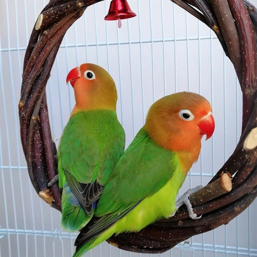 Rattan Ring Bird Cage Chewing Toy With Standing Frame - Natural Apple